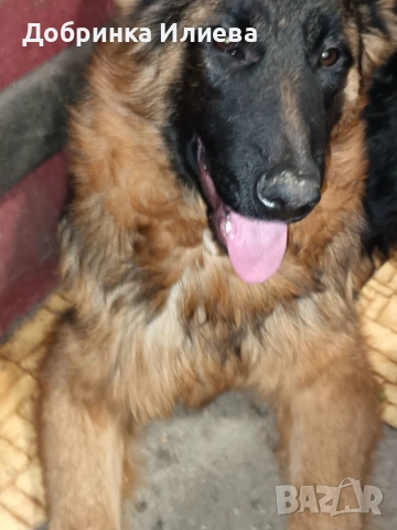 Продавам елитни немски овчарки, на 4 месеца, три ваксини, обезпаразитени., снимка 13 - Немска овчарка - 53387270