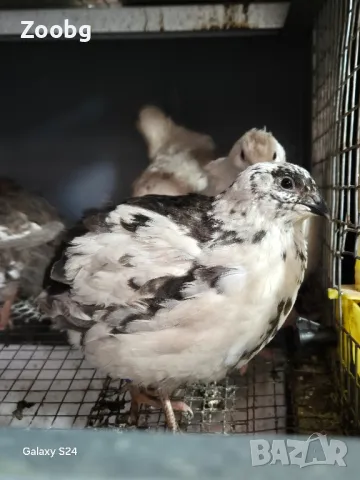 яйца от Пъдпъдъци Тупфер, снимка 1