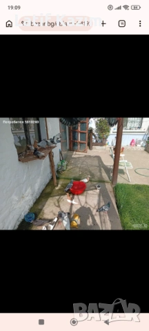 Гълъби * Блондинети * шов поста, снимка 2 - Гълъби - 54219905