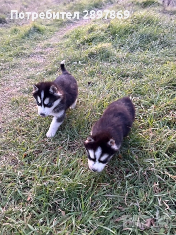 Сибирски хъски, снимка 2 - Хъски - 52967450