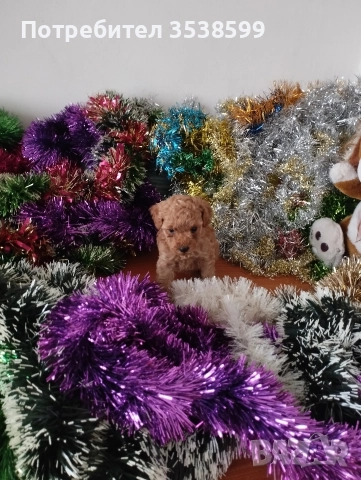 Той Пуделчета , снимка 3 - Пудели - 52909276