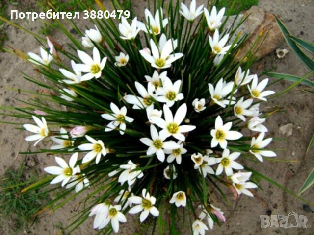 луковици на бял зефирантес , снимка 1