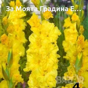 Гладиоли , снимка 4 - Градински цветя и растения - 49762560