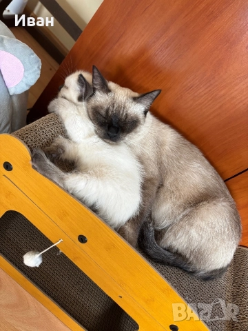 Породисто котенце, снимка 8 - Други - 52003298