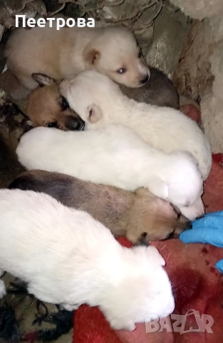 Кученца за подаряване., снимка 2 - Други - 53142979