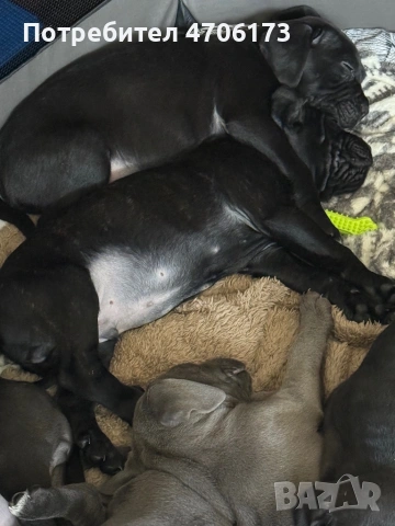Кане Корсо / Cane Corso, снимка 6 - Кане корсо - 53065228