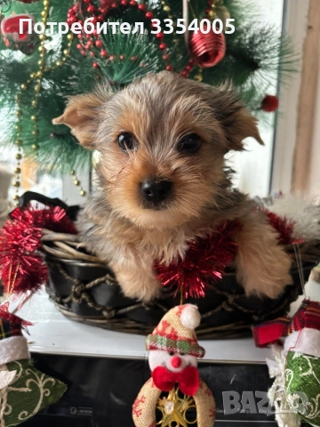 Мъжко йорки супер подарък , снимка 4 - Йоркширски териер - 52897852