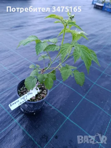 Черна малина  сорт-Zmeur negru Black Jewel, снимка 6 - Градински цветя и растения - 50297035