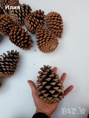 Големи шишарки (от 10 до 17 см) , снимка 8 - Декорация за дома - 38594162