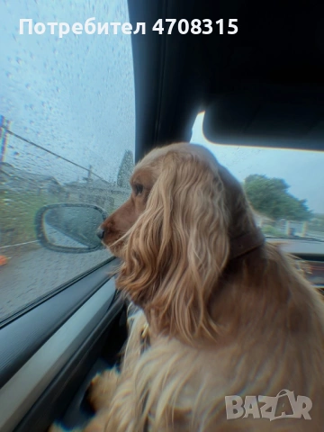 Кокер шпаньол момче родословен баща, снимка 9 - Кокер шпаньол - 54005705