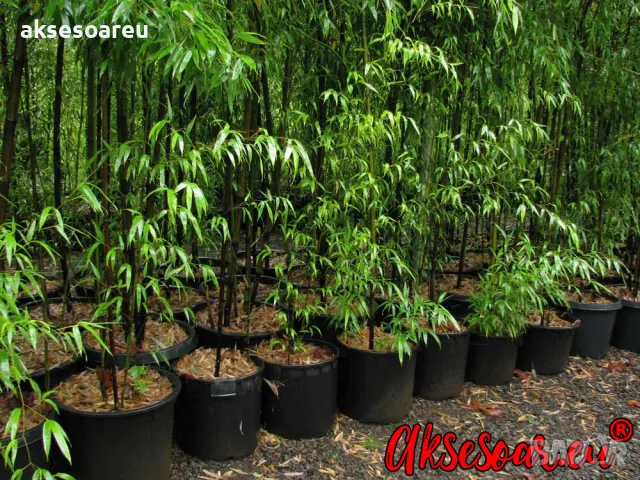 100 бр. висококачествени семена от черен бамбук - Phyllostachys nigra - Hardy Rare Privacy редки бам, снимка 9 - Сортови семена и луковици - 47663974