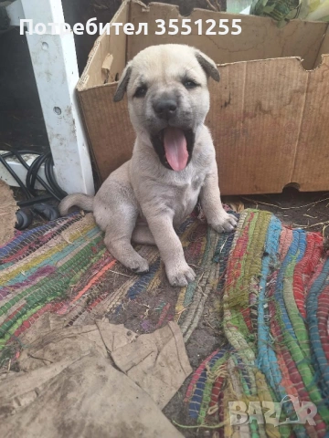 Подаряват се , снимка 17 - Други - 54173017