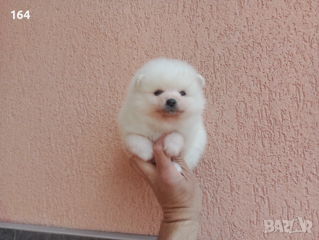 Бели Померани. Реални снимки !!! , снимка 7 - Померан - 54126669