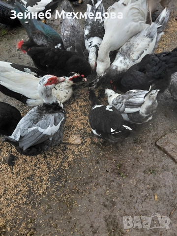 Неми патици