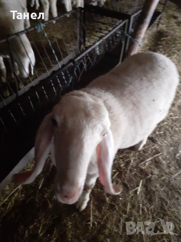 Овцеферма продава агнета, овце и кочове, снимка 3 - Овце - 54350489