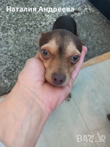 Предлагам мъжки пинчер за разплод , снимка 6 - Пинчер - 54207855