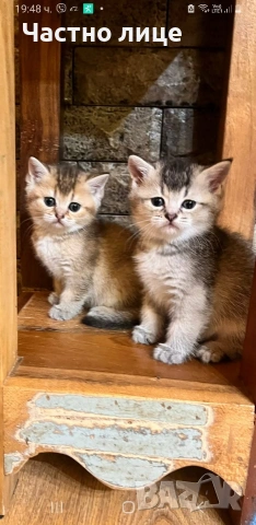 Шотландски късокосмести златни чинчили 