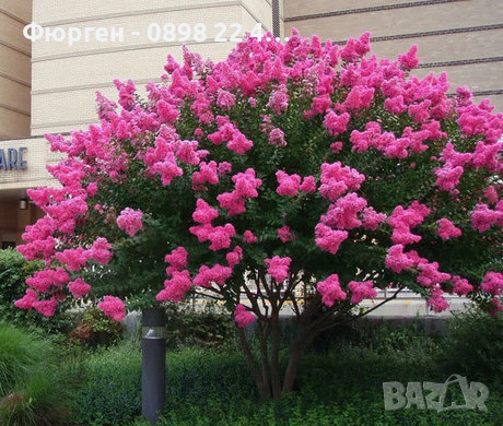 Лагерстремия - индийски люляк Налични 6 цвята , снимка 3 - Разсади - 41067069