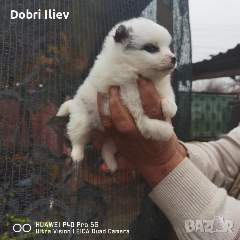 Продавам мини шпиц , снимка 2 - Шпиц - 53035944