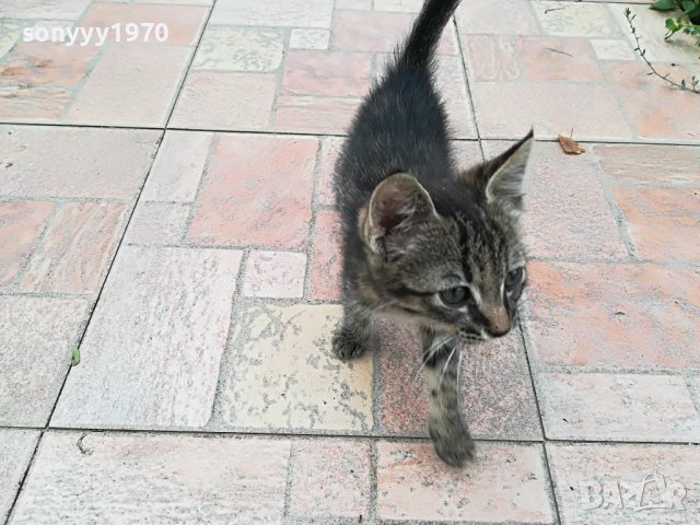 КОТЕ МЯУ МЪР ИВОНКА ВИДИН 0509221551, снимка 8 - Други - 37908082