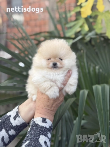 Уникално сладки Померани с Родословие