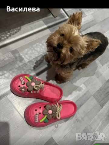 Кроксове , снимка 5 - Джапанки - 52492358