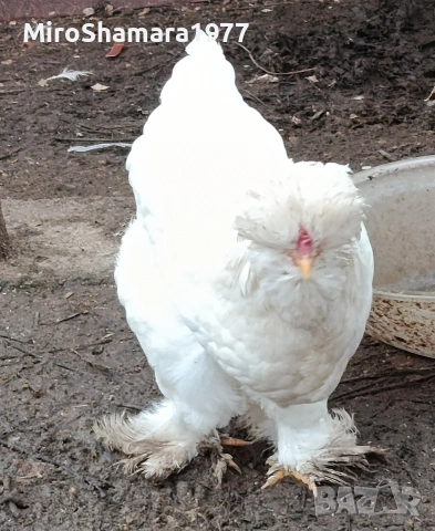 Яйца от Струмски стандарт, снимка 8 - Кокошки и пуйки - 53938212