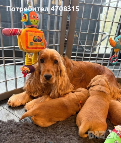 Кокер шпаньол червен игриво  момче, снимка 5 - Кокер шпаньол - 54019379