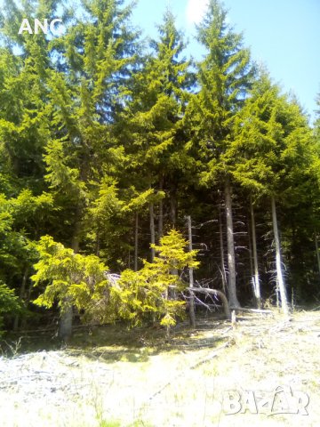 Продава парцел в к.к. Пампорово , снимка 5 - Парцели - 36934032