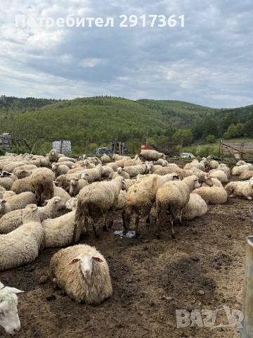 Ovce, снимка 6 - Овце - 54356491