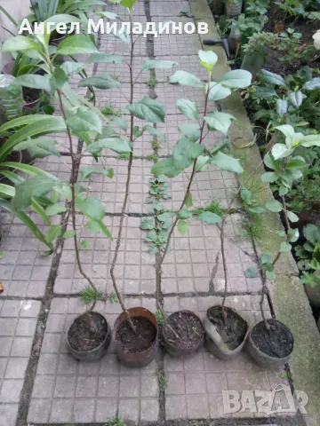 Мини ябълка Петровка , снимка 4 - Градински цветя и растения - 50054872