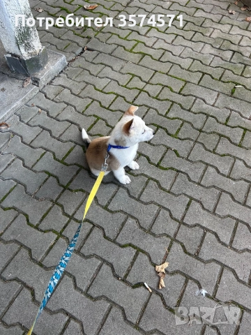 Малко кученце, снимка 3 - Други - 52805848