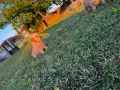 Красиви чистокръвни Голдън Ретривър кучета, снимка 4