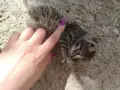 5 сладки бебенца котенца, снимка 15