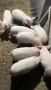 Продавам прасенца, снимка 2