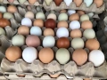 Новопронесли кокошки носачки, снасящи цветни яйца 6  МЕСЕЧНИ, снимка 2