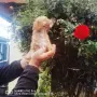 Продава се мини Пудели, снимка 2