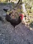  Петел Черен Легхорн Leghorn, снимка 3