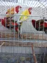 Продавам розели и пойни папагали, снимка 1