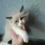 котета Регдол на 2месеца, снимка 1