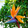 Стрелиция райска птица, снимка 1 - Стайни растения - 42444302