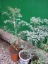 Седефче, Миризлив сънчец, снимка 1 - Градински цветя и растения - 37017525