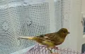 продавам канарче, снимка 2