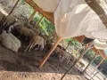 Продавам овце по договаряне , снимка 2