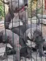 Американско Були / American Bully, снимка 5