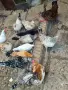 Обикновени джинки, снимка 3