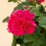 Pelargonium Каскадна моловка,сакъз, снимка 2
