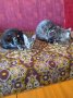 Бенгалски котенца, снимка 12