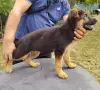 Немска овчарка 3бр.женски, снимка 2