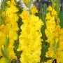 Гладиоли , снимка 4